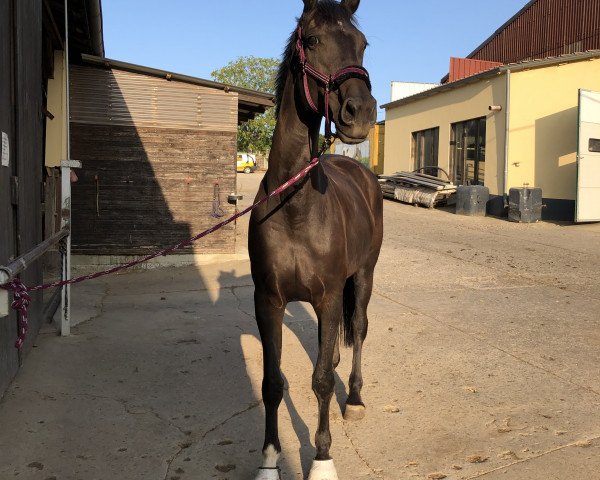 Pferd Sahneschnitte H (Rheinländer, 2013, von Sezuan)