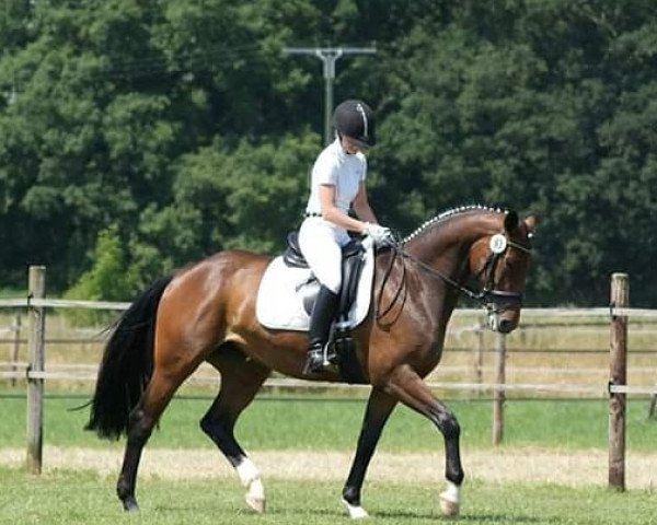 dressage horse Finessa (Westphalian, 2008, from Fidertanz)