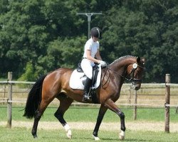 dressage horse Finessa (Westphalian, 2008, from Fidertanz)