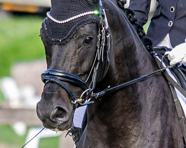 broodmare For My Love M (Oldenburg, 2015, from Fürstenball)