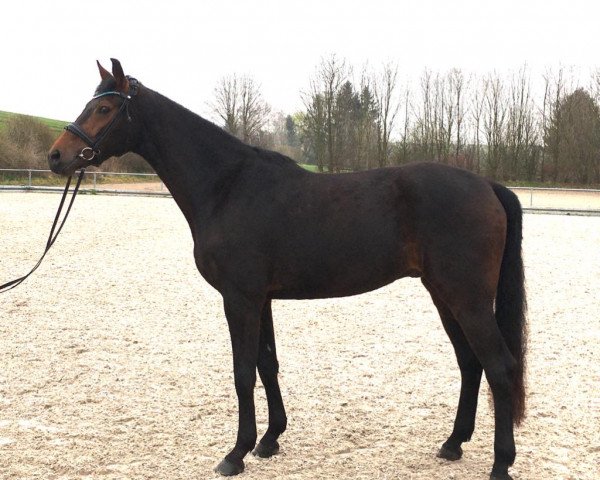 jumper Duke of glory H (Hanoverian, 2016, from Damon)