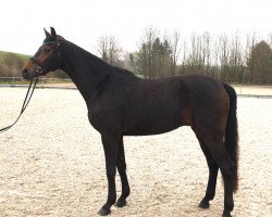 jumper Duke of glory H (Hanoverian, 2016, from Damon)
