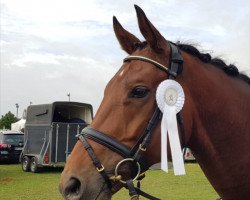 dressage horse Fürst Fiorenzo (Hanoverian, 2014, from Franziskus FRH)