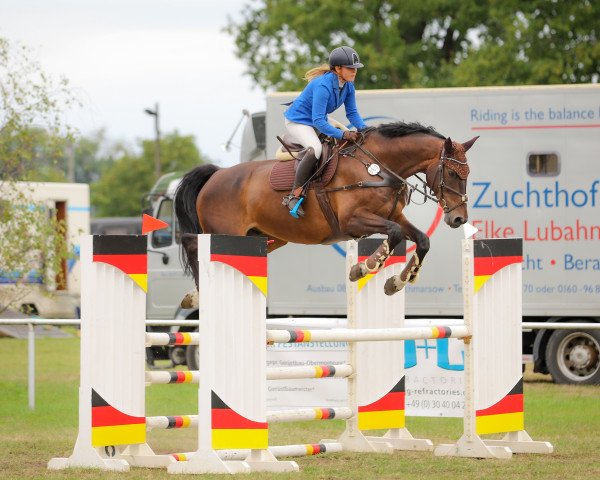 jumper Orlando 312 (German Sport Horse, 2009, from Olympic Fire 5)