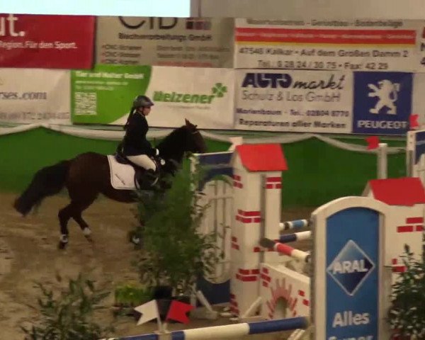Keppelner Springpferdemeeting 2015