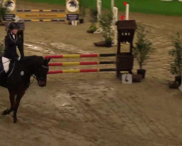 Keppelner Springpferdemeeting 2015