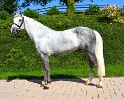 jumper Brunello 7 (Belgian Warmblood, 2007, from Böckmanns Lazio)