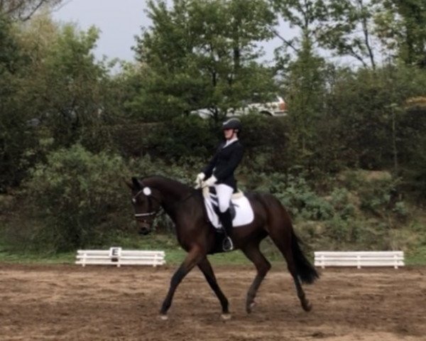 horse Shakira 488 (German Sport Horse, 2010, from Casdorff)