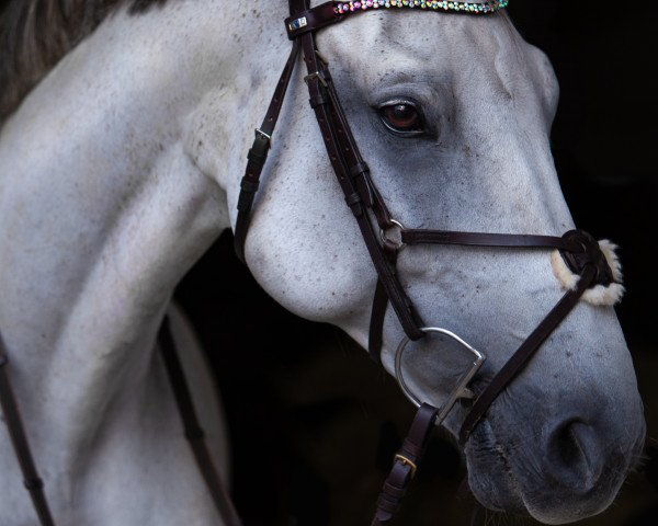 jumper Casey van het Exelhof (Zangersheide riding horse, 2011, from Cancara)