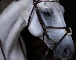 jumper Casey van het Exelhof (Zangersheide riding horse, 2011, from Cancara)