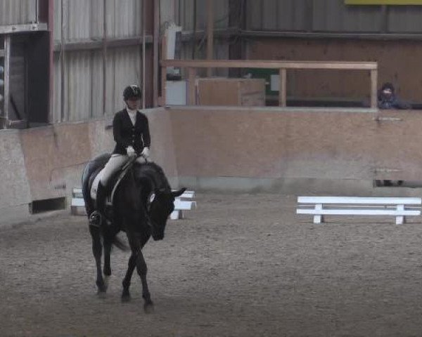 Hallendressurturnier Springe 2015