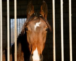 broodmare Contara Sb (Westphalian, 2017, from Contadur)