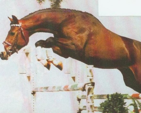 stallion Pius (Westphalian, 1989, from Pilot) stallion Pius (Westphalian, 1989, from Pilot)