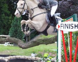 horse Scharonie (Belgian Riding Pony, 1996)
