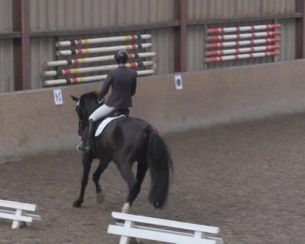 Hallendressurturnier Springe 2015