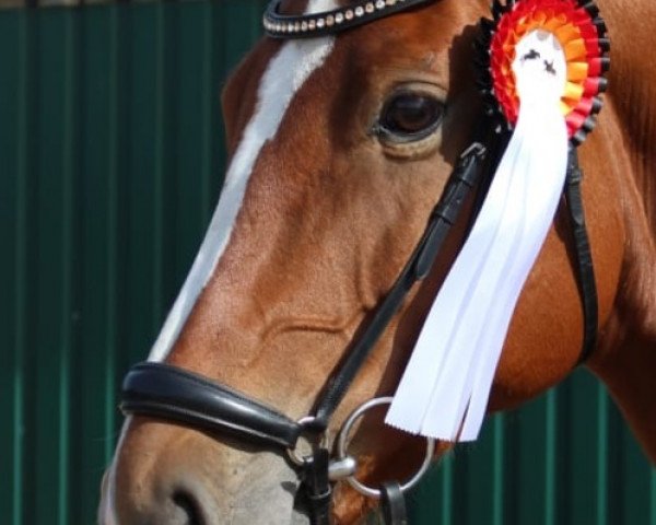 jumper Quiwi's Amber (Holsteiner, 2013, from Quiwi Dream)