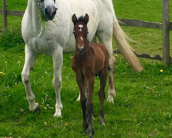 broodmare Baileys S (German Warmblood, 2000, from Cyper Space)
