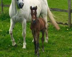 broodmare Baileys S (German Warmblood, 2000, from Cyper Space)
