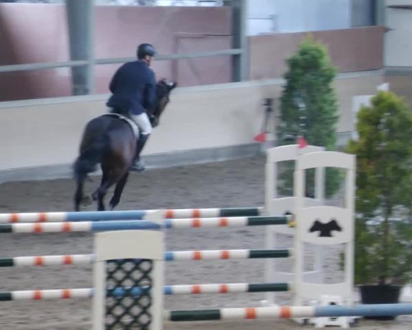 Hippisch Toernooi Waghäusel-Wiesental 2026
