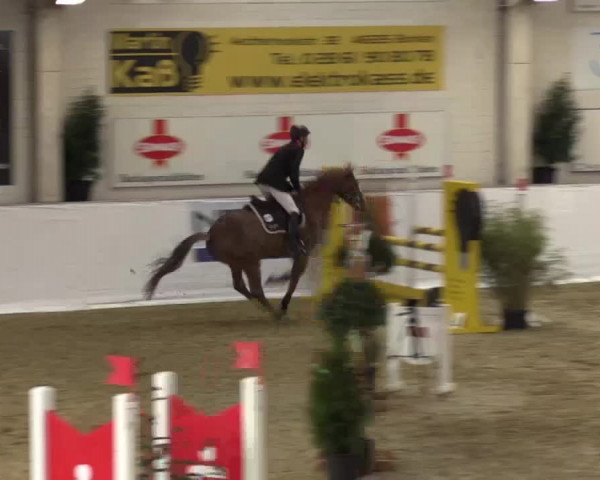 Hallenspringturnier in Borken 2015