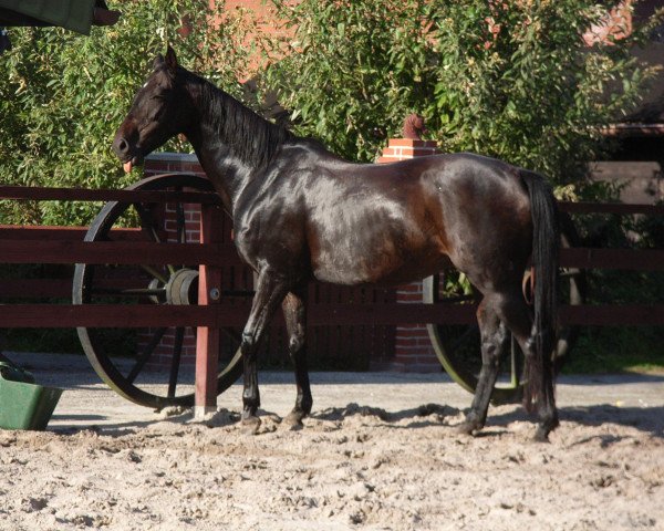 broodmare Candy (German Riding Pony, 1999, from Apslau xx)