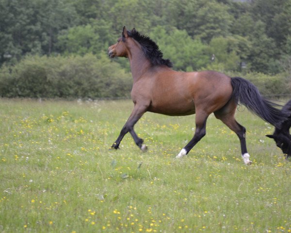 broodmare Minzheide (Trakehner, 2010, from Adamello)