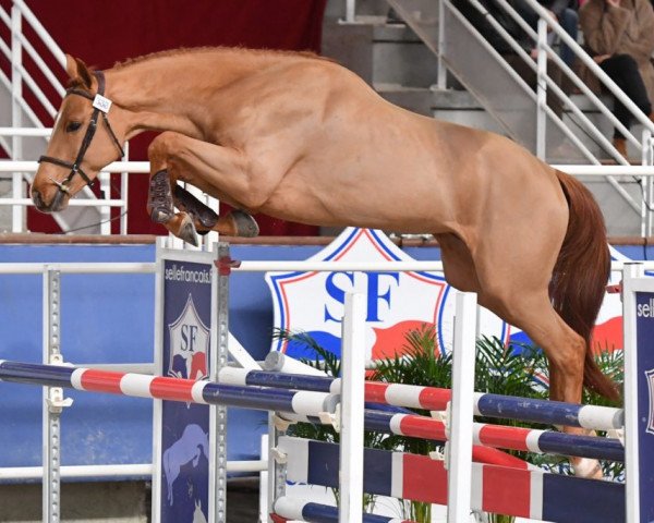 jumper Hot Savoie (Selle Français, 2017, from Candy de Nantuel)