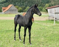 dressage horse Scavi (Westphalian, 2019, from Sir Heinrich OLD)