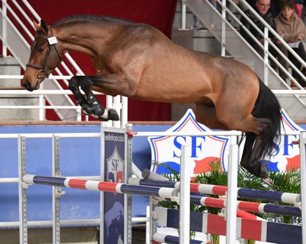 stallion Horacio du Gue (Selle Français, 2017, from Sam du Challois)
