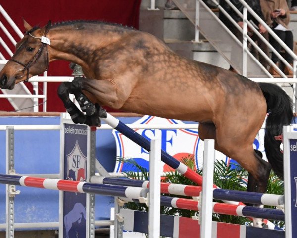 stallion Hissoa Desbois (Selle Français, 2017, from Rissoa D'Ag Bois Margot)