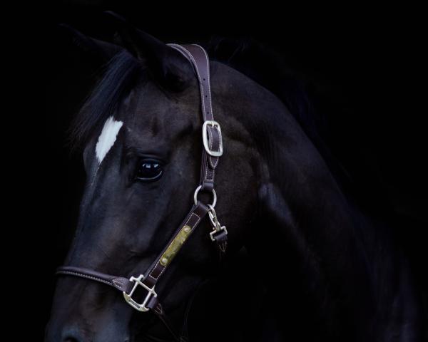 Pferd Zenon’s Black Beauty (Oldenburger, 2020, von Jaquette VDL)