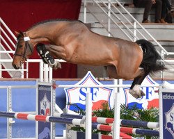 stallion Hendrick des Forets (Selle Français, 2017, from Cicave du Talus)