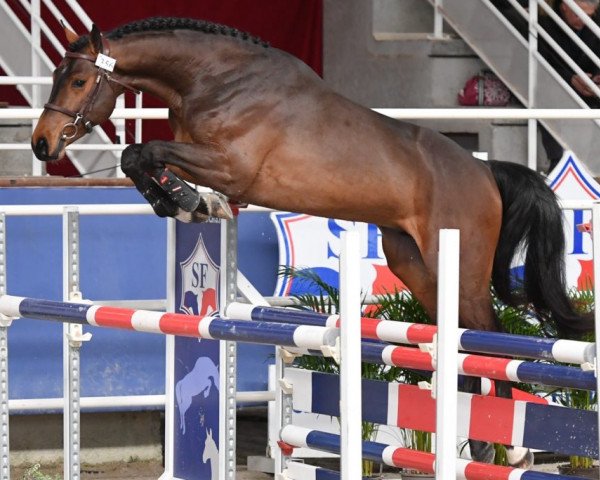 horse Hangover des Fôrets (Selle Français, 2017, from Contendro I)
