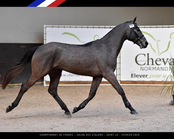 stallion Honduras La Silla (Selle Français, 2017, from Mylord Carthago)