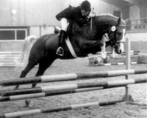 stallion Berkhof's Higgledy Piggledy (New Forest Pony, 1981, from Sweet William)