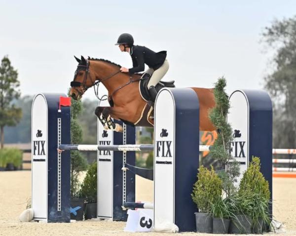 Kůň Miracle ES (KWPN (Nizozemský teplokrevník), 2017, od Innocent)