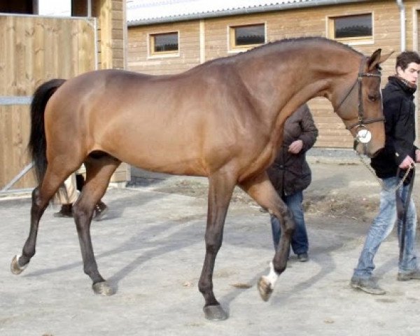 jumper Sunshine du Thot (Selle Français, 2006, from Quite Easy I)