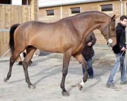 Springpferd Sunshine du Thot (Selle Français, 2006, von Quite Easy I)