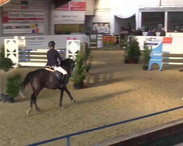 Hallenspringturnier in Borken 2015