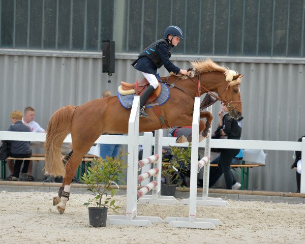 jumper Haya 7 (German Riding Pony, 2003, from Higgins)