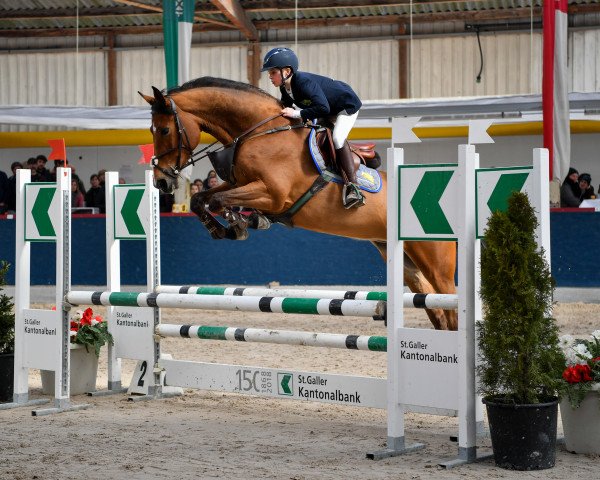 broodmare Lmk Coco Chanel (Oldenburg show jumper, 2013, from Vivant)