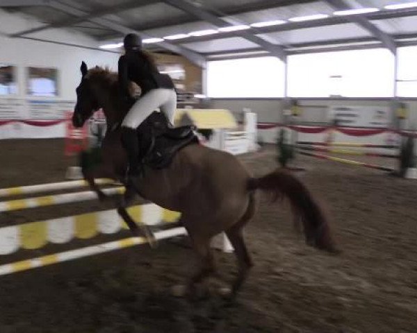Hallenreitturnier Arnsberg-Voßwinkel 2015