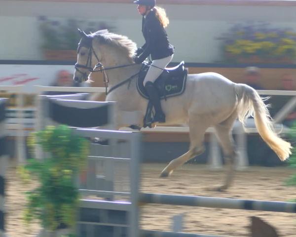 Reitturnier Borken (Hessen) 2026