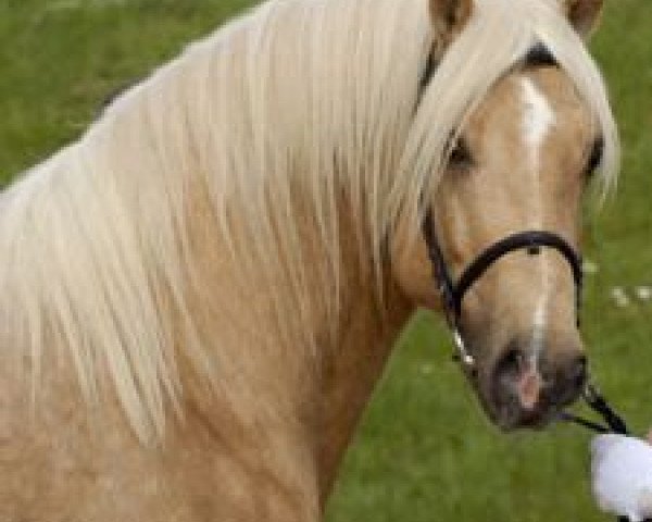 Deckhengst Randeck Pandur (Welsh-Cob (Sek. D), 2006, von Epona Pimur)