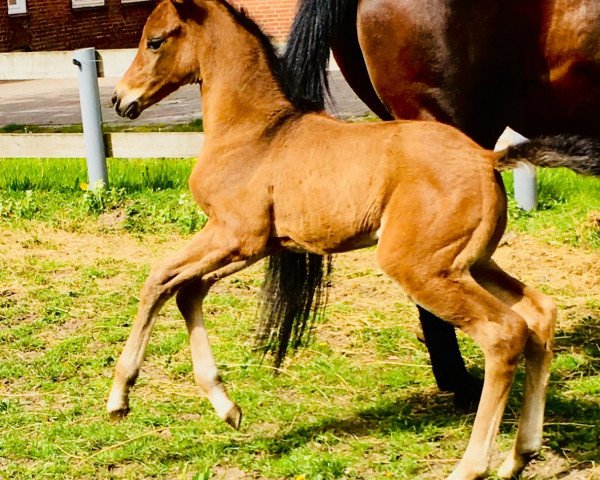 Pferd Stute von Clarksville / Lavauzelle AA (Holsteiner, 2019, von Clarksville)