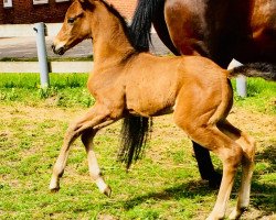 horse Stute von Clarksville / Lavauzelle AA (Holsteiner, 2019, from Clarksville)