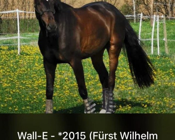 Pferd Fitzwilliam's Wall-E (Deutsches Reitpferd, 2015, von Fürst Wilhelm)