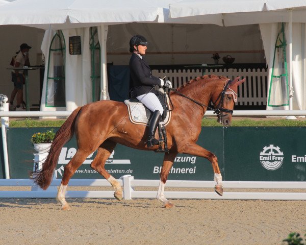Dressurpferd Donna Rose C (Deutsches Sportpferd, 2016, von Don Juan de Hus)