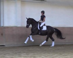 broodmare Séverine (Oldenburg, 2016, from Sezuan)