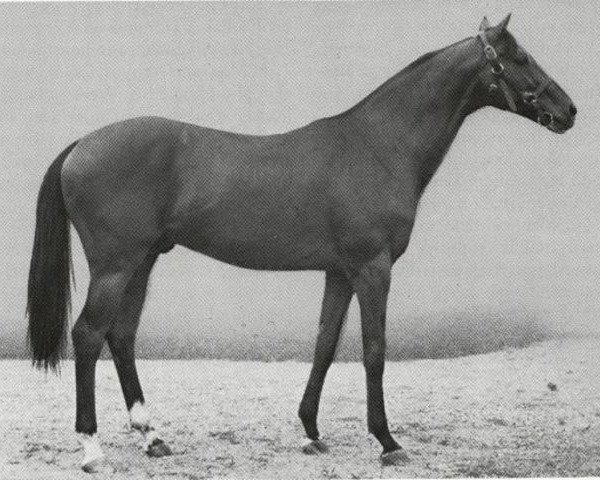 stallion Szaladin xx (Thoroughbred, 1948, from Sultan Mahomed xx) stallion Szaladin xx (Thoroughbred, 1948, from Sultan Mahomed xx)